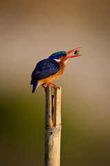 Malachite kingfisher on wood post tosses insect