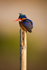 Malachite kingfisher on wood post staring downwards