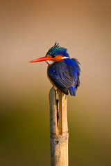 Malachite kingfisher on wood post with bokeh