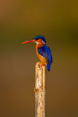 Malachite kingfisher on wooden pole in profile