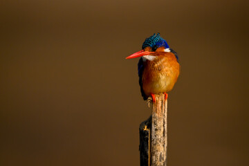Malachite kingfisher on wood post turning head