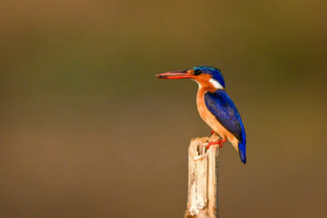 Malachite kingfisher on wooden post carrying grub