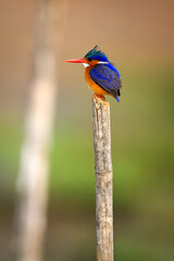 Malachite kingfisher on wooden post behind another
