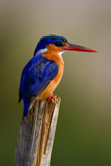 Malachite kingfisher on split post facing right