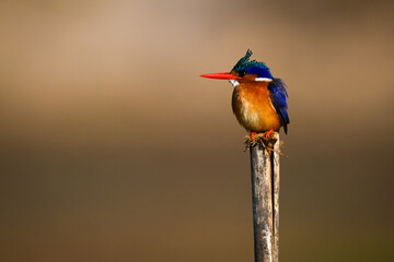Malachite kingfisher on wooden post lifting beak