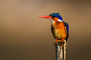 Malachite kingfisher on wooden post turning left