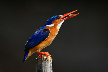 Malachite kingfisher on wooden post swallowing bug