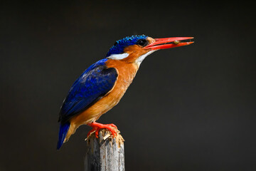 Malachite kingfisher on wooden post holding grub