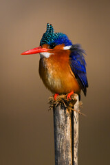 Malachite kingfisher on wooden post eyeing camera