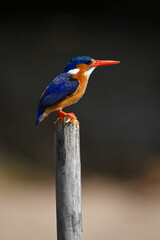 Malachite kingfisher on wooden post in profile