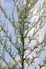 Artemisia vulgaris common mugwort allergen flowering