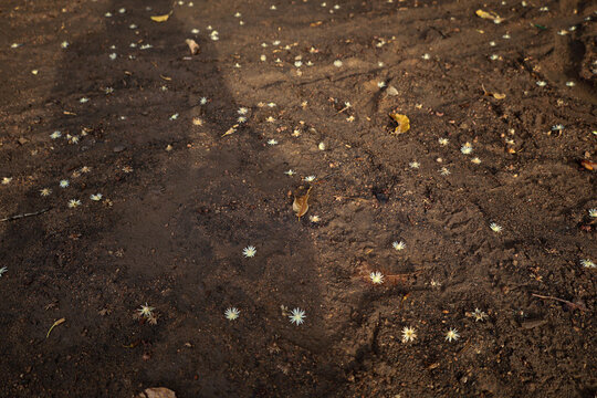 Beautiful white flowers fall all over the ground of Mimusops elengi, also known as Bokul. There is a shadow of a woman in the picture.