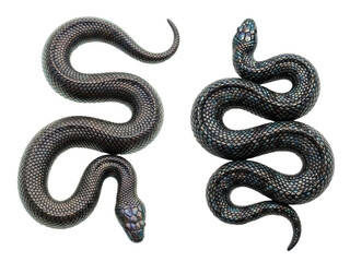 Obraz premium Set of Two Dark Elegant Snakes with an Iridescent Sheen, Isolated on Transparent Background