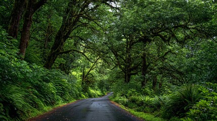 Serene forest road winding through lush green canopy, invoking adventure and tranquility.