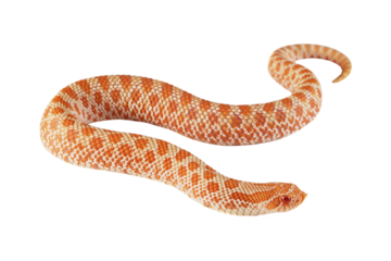 Albino Western hognose snakes isolated on isolated background, Albino Western hognose snakes 