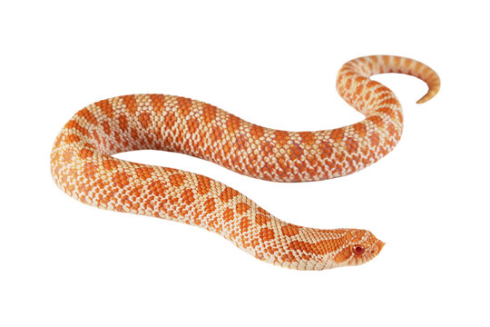 Albino Western hognose snakes isolated on isolated background, Albino Western hognose snakes 