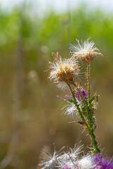 Obraz premium The bright purple flower of the carduus acanthoides, known as the spiny plumeless thistle, welted thistle, or plumeless thistle in front of the dark forest background