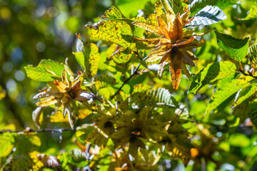 Branch of a hornbeam Carpinus betulus with drooping inflorescence and leaves in autumn, selected...