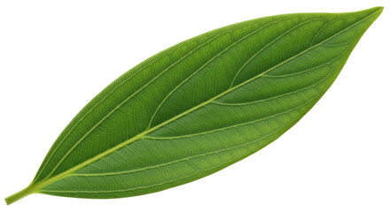 Obraz premium Isolated Green Leaf