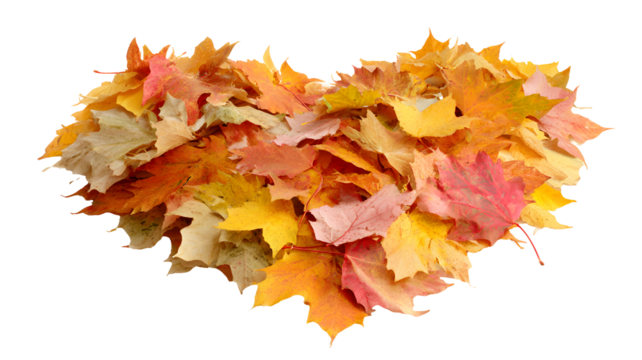 Pile of a autumn leaves, with heart shaped isolated on a transparent background