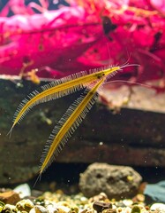 Aquatic creature with long, thin bodies