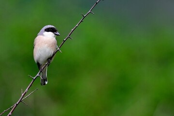Schwarzstirnwürger // Lesser grey shrike (Lanius minor)