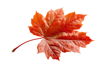 Beautiful autumn maple leaf with vibrant colors