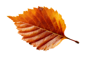 Beautiful orange leaf on a transparent background