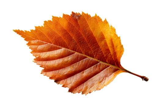 Beautiful orange leaf on a transparent background
