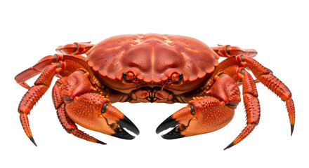 Isolated Brown Crab