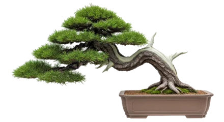 Fotobehang Bonsai Isolated Bonsai Tree in Pot on White Background  © Trym