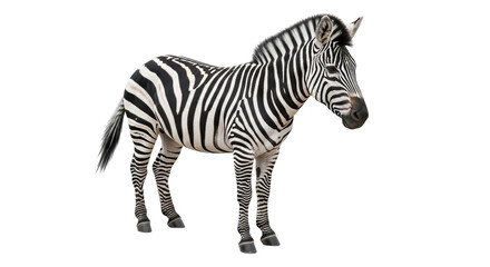 Isolated Zebra