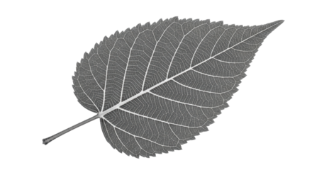 Isolated Detailed Leaf