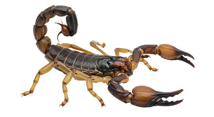 Isolated scorpion