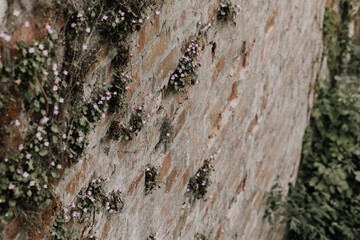 Rustic Brick Wall with Blooming Purple Flowers