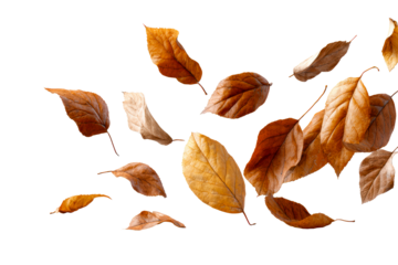 Colorful autumn leaves floating in a gentle breeze