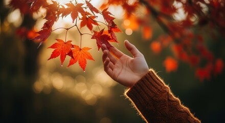 Hand reaching for vibrant red maple leaves in autumn sunlight