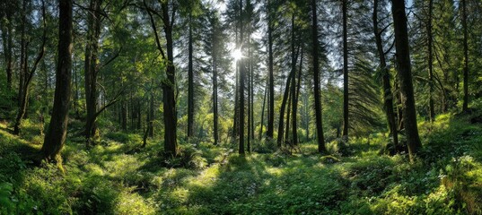 Obraz premium Sunlit forest floor with tall trees