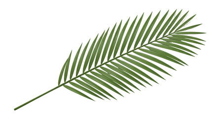Isolated Palm Leaf