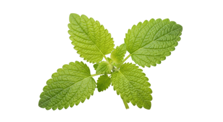 Isolated Lemon balm