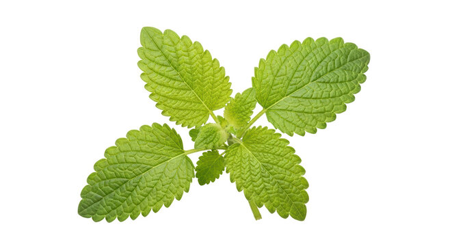 Isolated Lemon balm