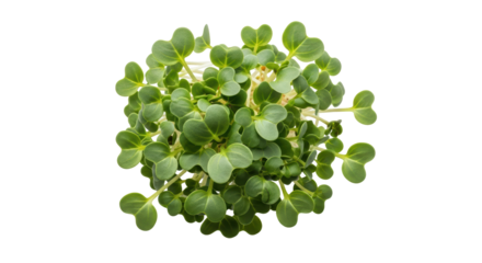 Isolated Microgreens