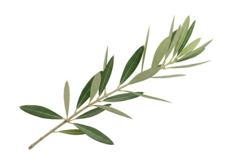 Isolated Single Green Olive Branch Symbolizing Peace and Victory