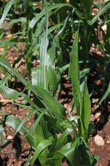 Green Corn agricultural field damaged by storm with hail on early summer