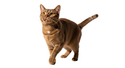 Isolated Cat
