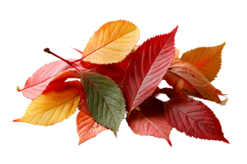 Autumn leaves on clear background