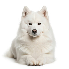 white terrier puppy