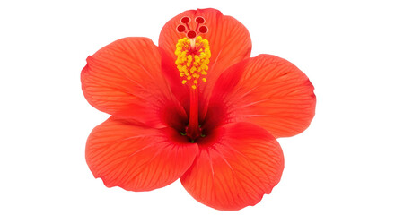 Isolated Hibiscus Flower