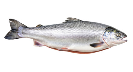 Isolated Salmon