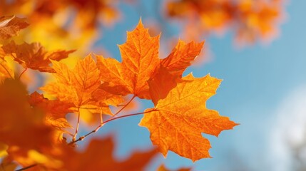 The vibrant orange leaves illuminated by sunlight against a clear blue sky